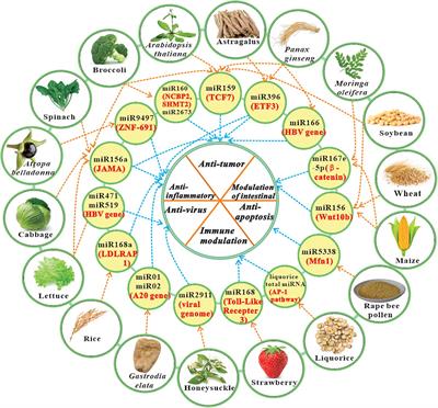 A Timely Review of Cross-Kingdom Regulation of Plant-Derived MicroRNAs